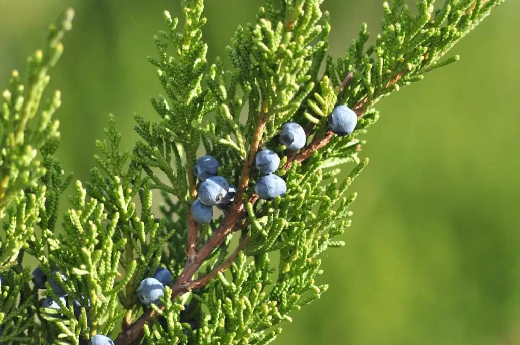Gin juniper berries on a tree how is alcohol made? 10 spirits, & their magic ingredients - cocktail hammer